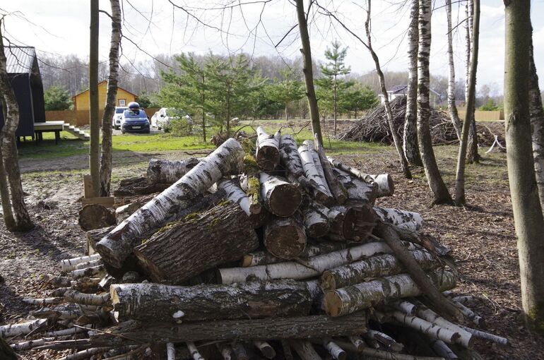 Понятие «сплошные рубки» хотят уточнить в Лесном кодексе