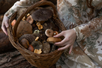 Эксперт рассказал, какие первые грибы безопасны