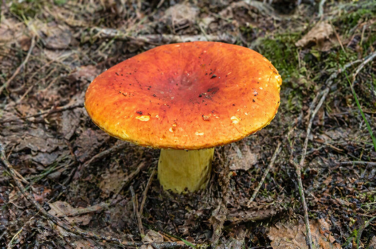 Разрешение на сбор сыроежки золотистой и черного трюфеля предлагают оформлять на «Госуслугах»