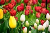 Приближаются самые короткие майские праздники за восемь лет