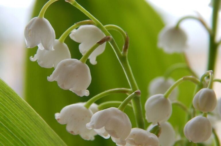 Эксперт объяснил, когда можно срывать краснокнижные растения и грибы