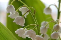 Эксперт объяснил, когда можно срывать краснокнижные растения и грибы