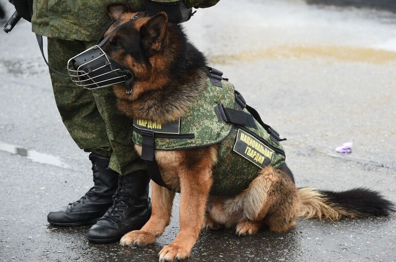 Наркотики для обучения служебных собак можно будет купить без лицензии