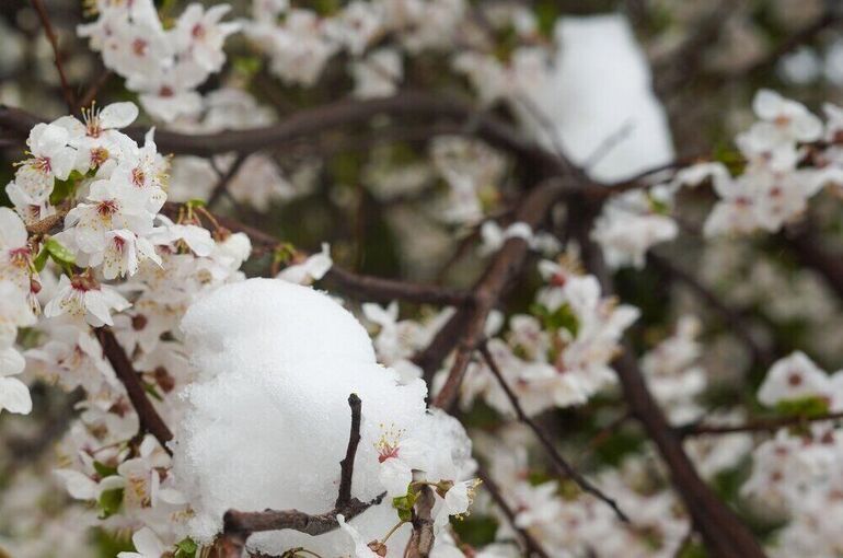 Синоптик рассказала, что начало мая в Москве будет холоднее нормы