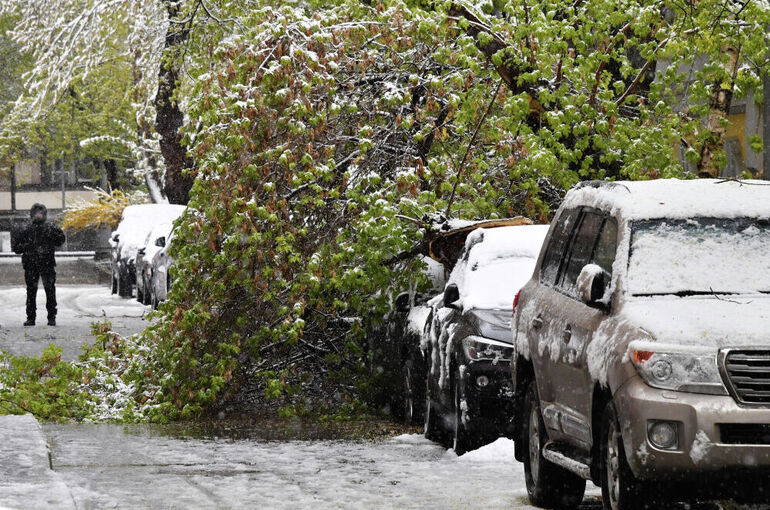 Эксперт рассказал, как получить компенсацию, если на автомобиль упало дерево