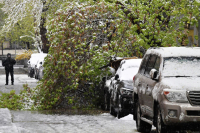 Эксперт рассказал, как получить компенсацию, если на автомобиль упало дерево