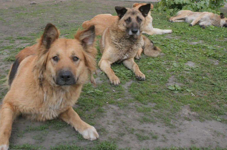 Приюты для животных должны иметь лицензии