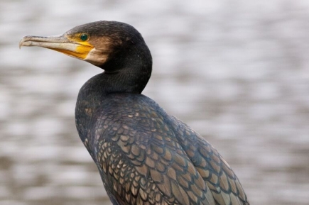 В России могут разрешить любительскую и спортивную охоту на бакланов