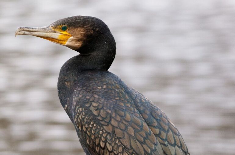 В России могут разрешить любительскую и спортивную охоту на бакланов