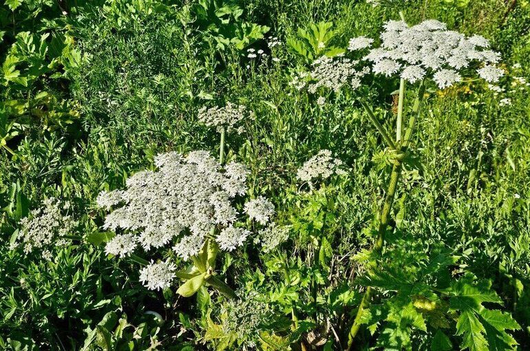Россельхознадзор предупредил об опасных семенах борщевика на маркетплейсах