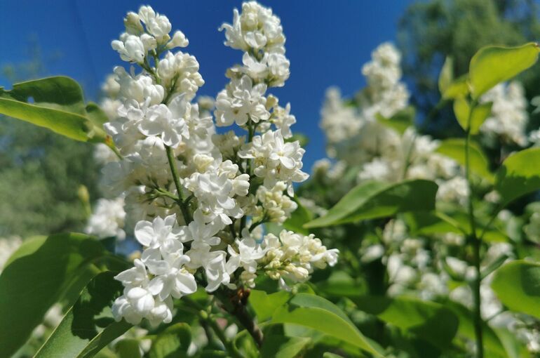 За сорванную сирень могут назначить штраф или арест