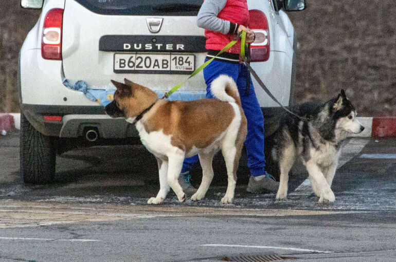 Водителей призвали не оставлять питомцев в автомобилях из-за жары