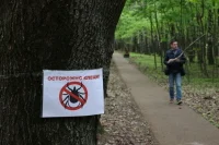 Более 43 тысяч россиян обратились к медикам из-за укусов клещей