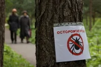Роспотребнадзор назвал эндемичные регионы РФ по энцефалиту