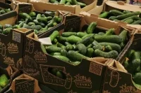 Огурцы в РФ за неделю с 26 мая по 1 июня подорожали на 6,7%