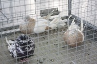 Старонемецкие дутыши