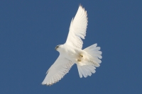 Сергей Терещенко