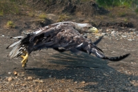 Сергей Терещенко