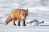 Сергей Терещенко