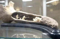 Охота на пещерного медведя