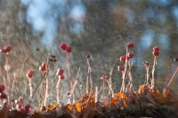 Виталий Новиков:   