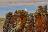 Андрей Степанов