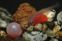 Сергей Горшков