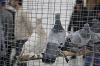 Старонемецкая чайка