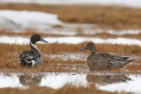 Сергей Терещенко