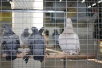 Старонемецкая чайка