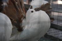 Порода «Павлин»