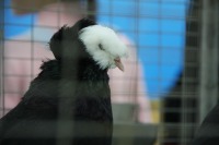 Русский барабанщик