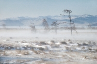 Максим Астафьев: 