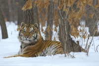 Валерий Малеев: