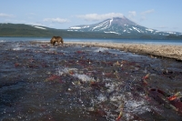 Сергей Горшков