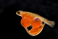 Сергей Горшков