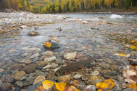 Алексей Безруков