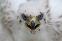 Андрей Степанов