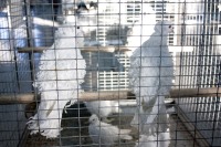 Кудрявая порода