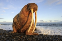 Сергей Горшков