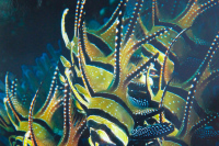 Мир подводный