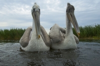 Сергей Горшков