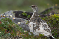 Алексей Безруков