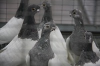 Берлинские короткоклювые