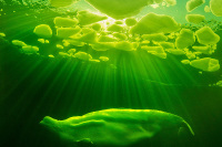 Виктор Лягушкин