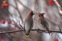 Дмитрий Горшенев: