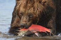 Сергей Горшков