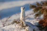 Сергей Терещенко