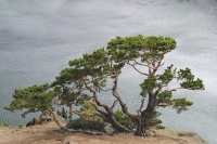 Андрей Таничев: 