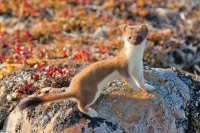 Сергей Терещенко